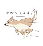 柴犬ラバーズ（個別スタンプ：21）