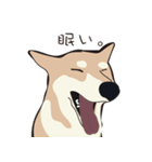 柴犬ラバーズ（個別スタンプ：22）