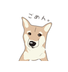 柴犬ラバーズ（個別スタンプ：23）
