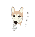 柴犬ラバーズ（個別スタンプ：24）