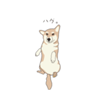 柴犬ラバーズ（個別スタンプ：25）