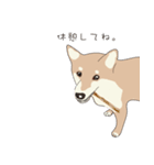 柴犬ラバーズ（個別スタンプ：26）