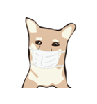 柴犬ラバーズ（個別スタンプ：29）