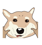 柴犬ラバーズ（個別スタンプ：30）