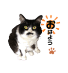猫のsora（個別スタンプ：1）