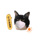 猫のsora（個別スタンプ：2）