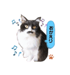 猫のsora（個別スタンプ：3）