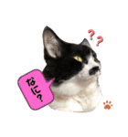 猫のsora（個別スタンプ：4）