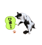 猫のsora（個別スタンプ：5）