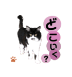 猫のsora（個別スタンプ：6）