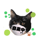 猫のsora（個別スタンプ：7）