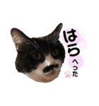 猫のsora（個別スタンプ：8）