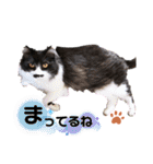 猫のsora（個別スタンプ：9）