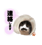 猫のsora（個別スタンプ：10）