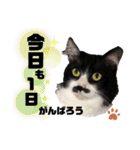 猫のsora（個別スタンプ：11）