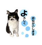 猫のsora（個別スタンプ：12）