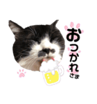 猫のsora（個別スタンプ：13）