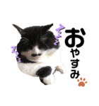 猫のsora（個別スタンプ：14）