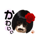 猫のsora（個別スタンプ：15）