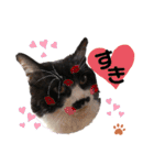 猫のsora（個別スタンプ：17）