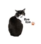 猫のsora（個別スタンプ：19）