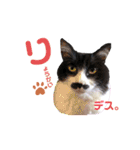 猫のsora（個別スタンプ：21）