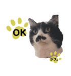 猫のsora（個別スタンプ：22）