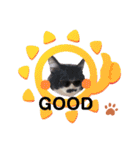 猫のsora（個別スタンプ：23）