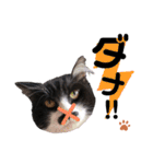 猫のsora（個別スタンプ：24）