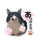 猫のsora（個別スタンプ：25）