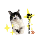 猫のsora（個別スタンプ：26）