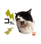 猫のsora（個別スタンプ：27）