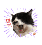 猫のsora（個別スタンプ：28）