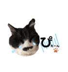 猫のsora（個別スタンプ：30）