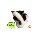 猫のsora（個別スタンプ：31）