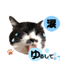 猫のsora（個別スタンプ：32）