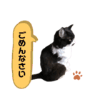 猫のsora（個別スタンプ：33）