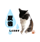 猫のsora（個別スタンプ：34）