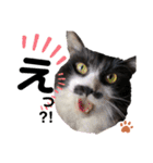 猫のsora（個別スタンプ：35）