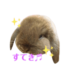 もふもふ、うさうさ。（個別スタンプ：1）