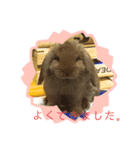 もふもふ、うさうさ。（個別スタンプ：3）