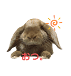 もふもふ、うさうさ。（個別スタンプ：5）