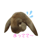 もふもふ、うさうさ。（個別スタンプ：7）