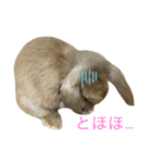もふもふ、うさうさ。（個別スタンプ：9）