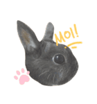 もふもふ、うさうさ。（個別スタンプ：13）