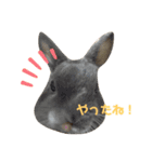 もふもふ、うさうさ。（個別スタンプ：15）