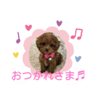 トイプーぷりんの日常言葉（個別スタンプ：2）