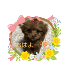 トイプーぷりんの日常言葉（個別スタンプ：3）
