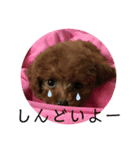 トイプーぷりんの日常言葉（個別スタンプ：5）