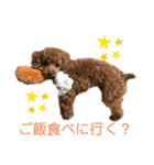 トイプーぷりんの日常言葉（個別スタンプ：6）